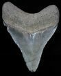 Serrated, Fossil Megalodon Tooth - Georgia #58089-1